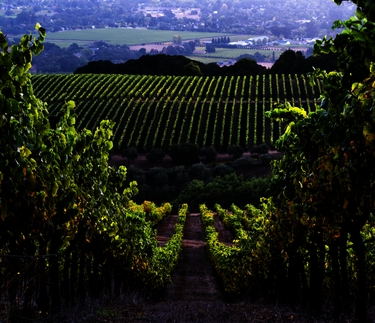 Thornton Ranch Tasting & Luncheon