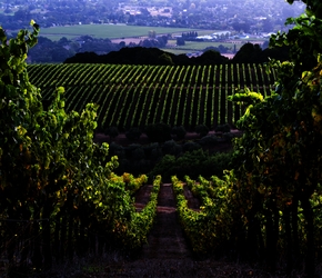 Thornton Ranch Tasting & Luncheon